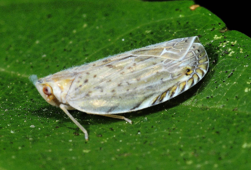 Achilidae: Neomenocria advena,  Emilia-Romagna